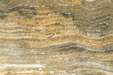 Polished Strelley Pool Stromatolite Slab - Billion Years Old #234840-1